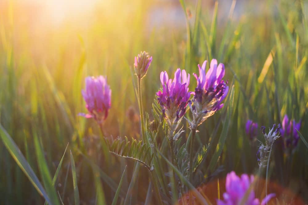 Photo of meadow and flowers for green burials